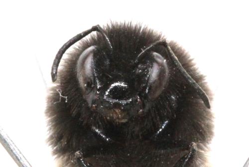 Bombus lapidarius